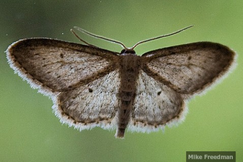 Residents have taken to social media to complain about the moths